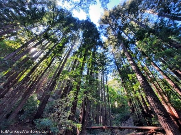 Oddball Day Trip in Santa Cruz Mountains MonkeysVentures